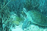 Curacao 04-12 587